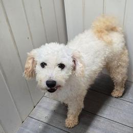Rice Krispies - Bichon Frise