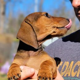 HUGO- Blueprint Here We Go MS - Red male Dachshund puppy in Mountain Grove, Missouri from Blueprint K9 Dachshunds- www.BlueprintK9.com