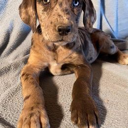 Girl 3 - Catahoula Leopard Dog puppy in Pavillion, Wyoming from TNT Catahoulas