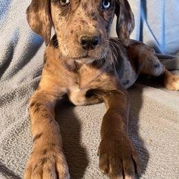 Girl 3 - Catahoula Leopard Dog puppy in Pavillion, Wyoming from TNT Catahoulas