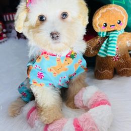 Merry - Cream female Maltipoo puppy in Sugar Land, Texas from Celebrity Maltipoos