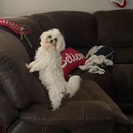 Maltese from Peacekeeper Kennels