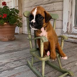 Gia - Fawn female Boxer puppy in Abilene, Texas from L&L Euro Boxers and Small Town Shih Tzus