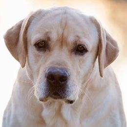 Labrador Retriever All Grown Up from Palmetto Gun Dogs