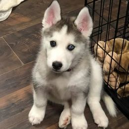 Siberian Huskies from Fire and Ice Arctic Kennel