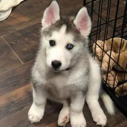 Siberian Huskies from Fire and Ice Arctic Kennel