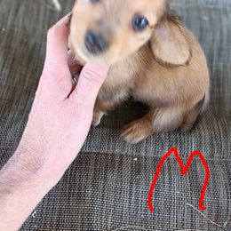 Dachshund Puppies from Bailey's Dachshunds