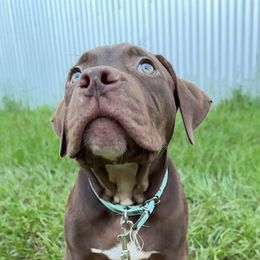 American Bully Puppies from TEXAS BULLY FAMILY