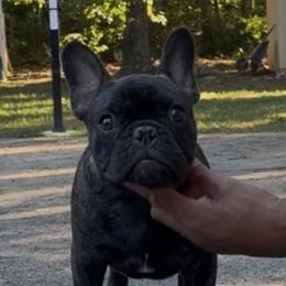 French Bulldogs from Mojave Night French Bulldogs