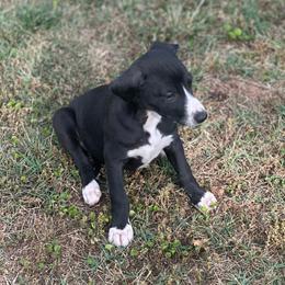 Logan - Black male Whippet puppy in Kings Mountain, North Carolina from WesAnn’s