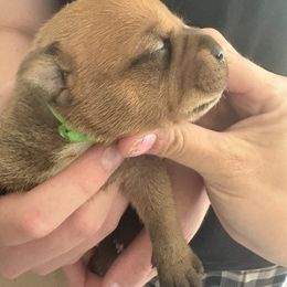 Staffordshire Bull Terrier Puppies from Tier 1 Staffordshire Bull Terriers