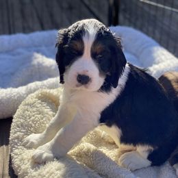 English Springer Spaniel Puppies from Cedarhaven Springers
