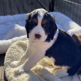 English Springer Spaniel Puppies from Cedarhaven Springers