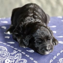 Bart (dark green collar) - Black male Sheepadoodle puppy in Mouth Of Wilson, Virginia from HoneyBunn Doodle Co.