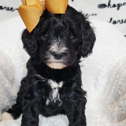 Daisy - Black and white female Bernedoodle puppy in Elkhart, Iowa from Quality Iowa Doodles