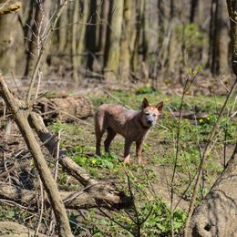 Australian Cattle Dog Puppies from Caliche Australian Cattle Dogs