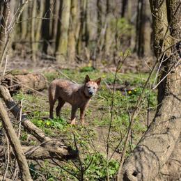 Australian Cattle Dog Puppies from Caliche Australian Cattle Dogs
