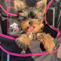 Yorkshire Terrier Puppies from Heaven_sent_toy_yorkies
