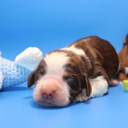 United - Tri-Roan female English Springer Spaniel puppy in Eastman, Georgia from Mossy Creek Springers