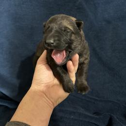 Jill - Sable female German Shepherd puppy in Milan, Illinois from Stonewick German Shepherds