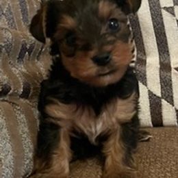 Yorkshire Terriers from Yorkie Paws