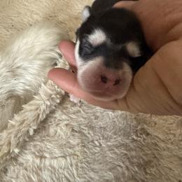 Bandit - Black and white male Siberian Husky puppy in Guffey, Colorado from Sunset Ridge