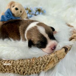 Carlo ( Yellow Collar) - Red male Pembroke Welsh Corgi puppy in North Charleston, South Carolina from Corgivilla