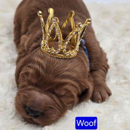 Woof - Red  male Goldendoodle puppy in Neillsville, Wisconsin from Granton Creek