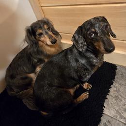 Dachshund All Grown Up from Ziva's Friends