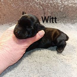 Witt - Black male Miniature Schnauzer puppy in Midland, Texas from Shebbies Puppy Palace
