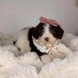 Miami - Brown and white female Aussiedoodle puppy in Sweetwater, Florida from Sandy Snout Doodles