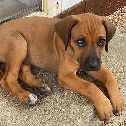 Rhodesian Ridgebacks from Andyboy Ridgebacks