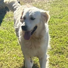 Cash - Golden Retriever