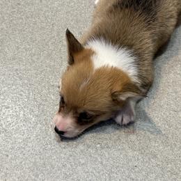 Stella - Sable female Pembroke Welsh Corgi puppy in Jenkinsburg, Georgia from Red Elephant Farms