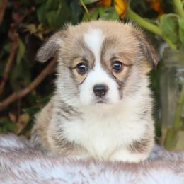 Rubble - Red male Pembroke Welsh Corgi puppy in Caliente, California from Rafter Cross 7