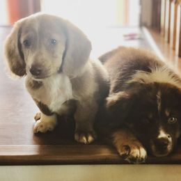 Australian Shepherd, Dachshund, and Miniature Australian Shepherd Puppies from Outlaw Aussies & Doxies