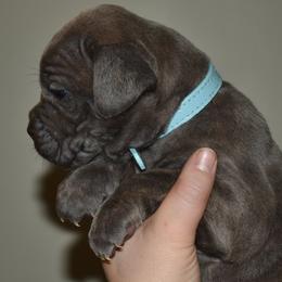Sky - Gray brindle female Cane Corso puppy in Sault Ste Marie, Michigan from Willow Creek Cane Corsos