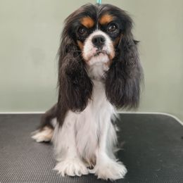 Annie - Cavalier King Charles Spaniel