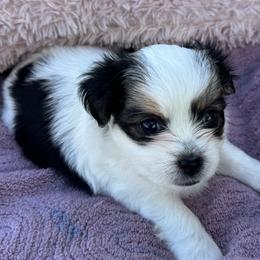 Minnie - Black gold and white female Shorkie puppy in Land O Lakes, Florida from Tiny Tales Co.