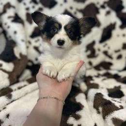 Pink Collar - Black and tan female American Corgi puppy in Crossville, Tennessee from MKC Farms