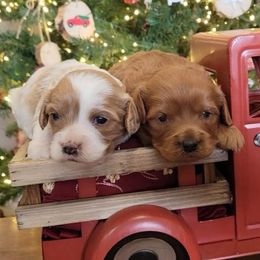 Cavalier King Charles Spaniel, Cavapoo, and Poodle Puppies from Rocky Desert Goldens and Cavaliers