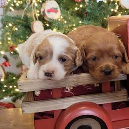 Cavalier King Charles Spaniel, Cavapoo, and Poodle Puppies from Rocky Desert Goldens and Cavaliers