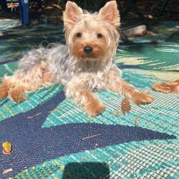 Yorkshire Terrier Puppies from Jackie Jenny’s Precious Yorkies