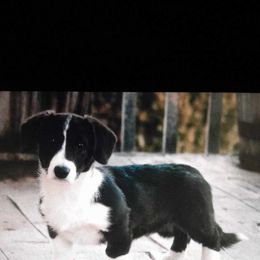Boy 2 - Black and white Cardigan Welsh Corgi puppy in Paonia, Colorado from Electric Mountain Cardigan Corgis