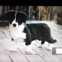 Boy 2 - Black and white Cardigan Welsh Corgi puppy in Paonia, Colorado from Electric Mountain Cardigan Corgis