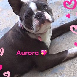 Aurora - Boston Terrier