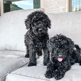 Goldendoodle Puppies from AZ Desert Doodles
