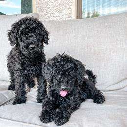 Goldendoodle Puppies from AZ Desert Doodles