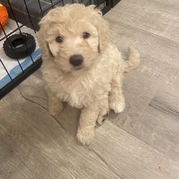 Goldendoodle Puppies from Jake Keck