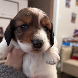 Boy 3- Mikey - Piebald male Dachshund puppy in Dorchester, Texas from Texas Mini Dachs